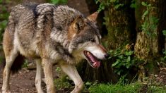 Vidéo – Deux loups auraient été filmés dans les Côtes-d’Armor