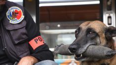 Juste avant son départ en retraite, le chien policier Mia trouve 60.000 euros issus de trafic de drogue