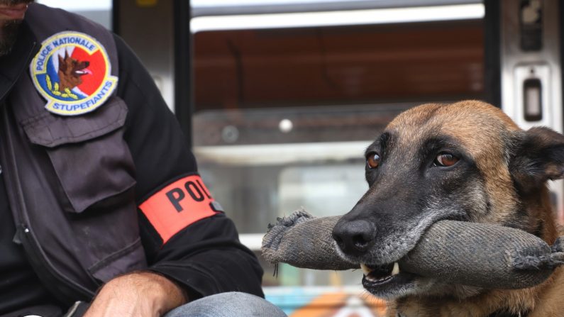 Mia est un chien policier au flair exceptionnel. (Crédit : DDSP26)
