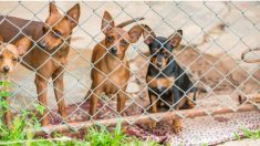 Un refuge sauve 26 chihuahuas vivant en cage dans un appartement après que leur propriétaire a été expulsée