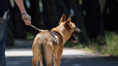 Une chienne abandonnée trouvée attachée à un arbre est sauvée, elle s’entraîne maintenant à être un chien policier de détection et de sauvetage