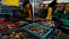 Finistère : un ostréiculteur de Carantec découvre une huître d’une taille remarquable