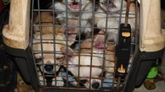 Vaucluse : la police intervient dans un appartement insalubre et tombe sur 29 chihuahuas entassés dans des cages à chat