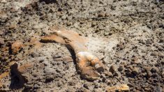 Un garçon de 12 ans trébuche sur un dinosaure à bec de canard fossilisé âgé de 69 millions d’années dans les Badlands canadiens
