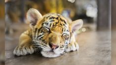Un couple achète du Havre un chat « savannah » pour 6.000 euros, mais découvre qu’il s’agit en fait d’un bébé tigre
