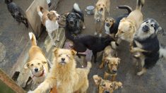 130 chiens errants de Porto Rico sont adoptés par des Américains pris de solitude en plein confinement