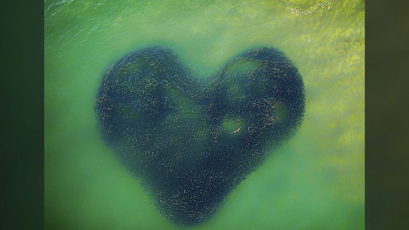 Love Heart of Nature (un cœur aimant dans la nature) (Avec l'aimable autorisation de Jim Picôt/Siena Drone Photo Awards 2020)
