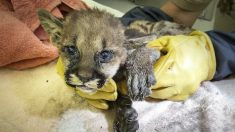 Un petit puma gravement brûlé est sauvé d’un feu de forêt et traité au zoo d’Oakland, aux États-Unis