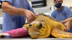 Des chirurgiens retirent une tumeur de la taille d’un ballon de basket à une tortue de mer de Floride
