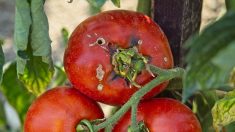 Calvados : un couple de retraités récolte une tomate d’une taille remarquable dans son potager