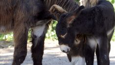 Puy-de-Dôme: deux ânes découverts morts et mutilés par leurs propriétaires