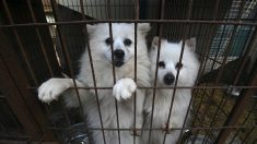Corée du Sud : 200 chiens destinés à être mangés découverts dans une maison de vente aux enchères de viande