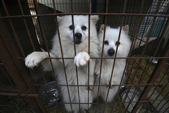 Des chiens destinés à être mangés en Corée du Sud sauvés en 2019 par une ONG. (JUNG YEON-JE/AFP via Getty Images)