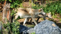Alpes-Maritimes : les loups échappés du parc Alpha « s’ensauvagent » et sont difficiles à rattraper