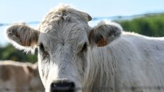 Pyrénées-Orientales : une vache décapitée découverte dans un lieu isolé