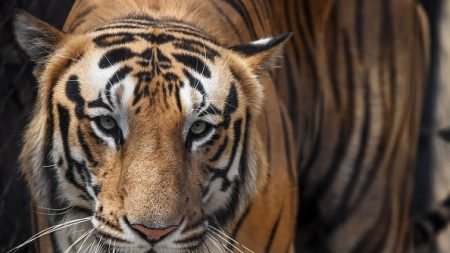 Oise : le dresseur des 10 tigres saisis demande leur restitution