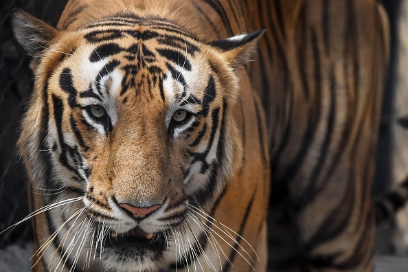 (Photo de Dibyangshu Sarkar / AFP via Getty Images).