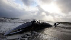Un rorqual de 18 mètres retrouvé échoué sur une plage de Charente-Maritime
