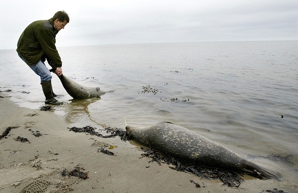 -Illustration- De nombreux animaux marins sont retrouvés morts dans la zone de la plage de Khalatyr, au Kamtchatka en Russie. Photo par Henning Bagger / Scanpix Danemark/ AFP via Getty Images.