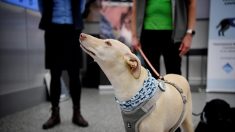 Le dépistage du coronavirus par des chiens renifleurs : un succès à l’étranger, un échec en France