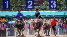 Thaïlande: la tradition des courses de buffles se maintient malgré les restrictions anti-coronavirus