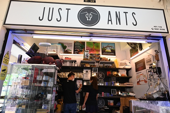 - Un étalage de fourmicariums abrite des fourmis à l'intérieur de l'animalerie "Just Ants" à Singapour. Photo de Roslan Rahman / AFP via Getty Images.