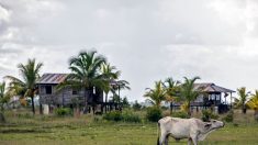 Nicaragua: les terres ancestrales des indiens Miskitos sous la menace des pilleurs