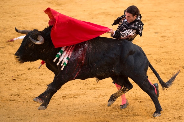 Le matador espagnol Finito de Cordoba aux arènes d'Antequera le 9 octobre 2020. (Photo : JORGE GUERRERO/AFP via Getty Images)