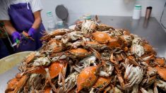 USA: dans la baie de Chesapeake, le crabe bleu abandonné faute de saisonniers