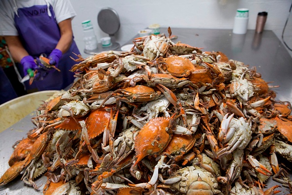 -Wonn Kain transforme le crabe à St. Michaels, Maryland, le 7 octobre 2020 - Alors que la saison du crabe arrivait à Hoopersville, les habitants ont commencé à demander où se trouvait Jose Bronero Cruz. Photo Chris Stein / AFP via Getty Images.