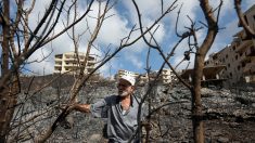 En Syrie, des récoltes d’oliviers prometteuses anéanties par les incendies