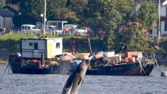 Des baleines refusent de quitter un loch écossais avant un exercice militaire