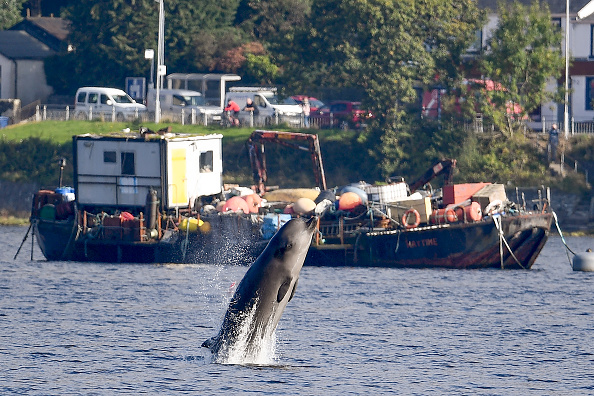 -Trois baleines à bec communes ont été bloquées à Gare Loch près de la base navale de Faslane, apparemment incapables de retrouver leur chemin vers l'Atlantique Nord, le 29 septembre 2020. Photo par Jeff J Mitchell / Getty Images.