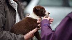 Bien-être animal : la SPA veut interdire la vente d’animaux en animalerie et sur internet
