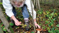 Lot-et-Garonne : partis cueillir des champignons, un homme perd sa femme dans les bois