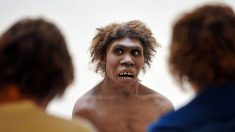 Un fragment d’ADN hérité de Néandertal favoriserait des formes graves du Covid-19
