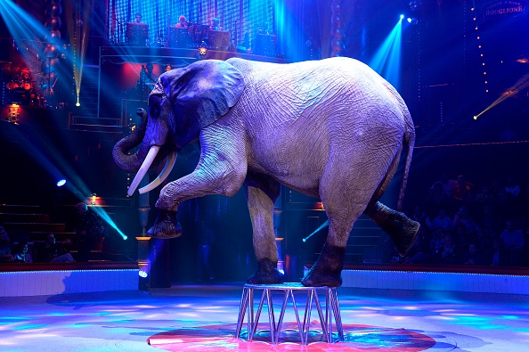 Un éléphant de la famille Cassely se produit lors de "Geant", un spectacle du cirque Bouglione au Cirque d'Hiver à Paris.  (Photo : Bertrand GUAY / AFP) (Photo by BERTRAND GUAY/AFP via Getty Images)