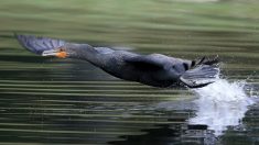 Galapagos: augmentation record de la population de pingouins et cormorans endémiques