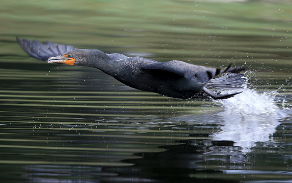 -Illustration-Un cormoran prend son envol. Photo par Sam Greenwood / Getty Images.
