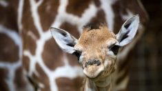 [Vidéo] Un bébé girafe est né au zoo d’Amnéville : découvrez les images de ses premiers instants de vie
