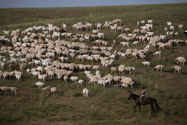 Un berger fait paître des moutons à Xilinhot, dans la région autonome de Mongolie-intérieure, en Chine, le 8 août 2006. Xilinhot, située au milieu de la prairie de Xilin Gol, l'une des plus grandes prairies de Chine, est le centre économique et culturel de la ligue Xilin Gol, une base de production de bétail dans le nord de la Chine. Comme la prairie de Xilin Gol a subi un grave ensablement et la désertification, le gouvernement a mis en œuvre un projet pour sauver la prairie, qui clôture les pâturages et déplace les bergers et le bétail de la prairie, selon les médias d'État. (China Photos/Getty Images)