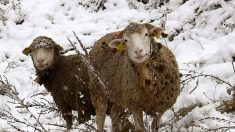 Haute-Savoie : la quinzaine de brebis coincées par la neige au-dessus de Samoëns a pu être rapatriée