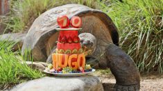 Vidéo : une tortue géante des Galápagos de 182kg fête son 70e anniversaire avec distinction