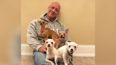 Un homme au cœur brisé qui a été sauvé par un chihuahua part en mission pour sauver plus de 50 petits chiens