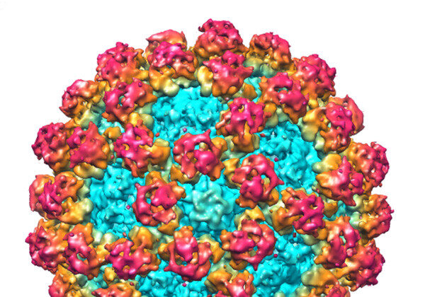 Virus à ARN de polarité positive appelé Norovirus. (Debbink et al./PLoS Pathog [CC BY-SA 2.0]) 