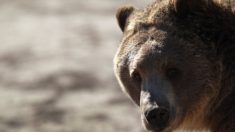 [Vidéo] Des ours s’approchent des caméras en Ariège – des images rares et spectaculaires filmées en septembre