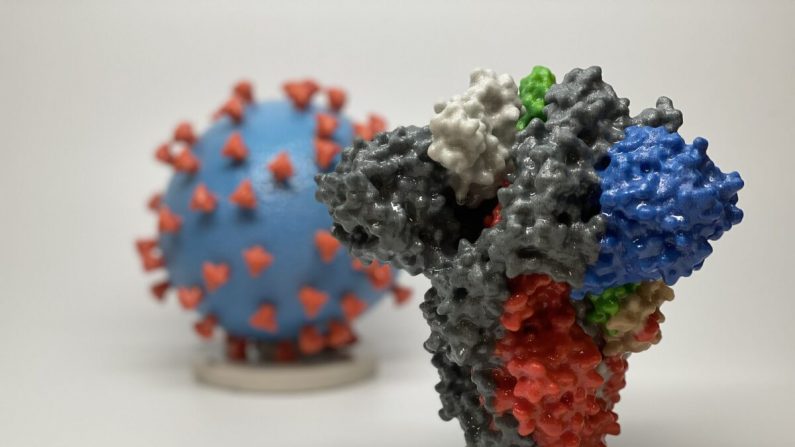 Impression du spicule du SRAS-CoV-2 - que le journal Epoch Times appelle le virus du PCC, l'agent pathogène qui cause le Covid-19 - devant une impression en 3D d'une particule du virus du SRAS-CoV-2. (Avec l'aimable autorisation de NIAID/RML)