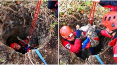 Indre-et-Loire : des pompiers spécialisés sauvent un mouton coincé dans un puits de 30 mètres de profondeur