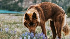 Un rare husky sibérien à la fourrure brune et aux yeux d’un bleu saisissant est confondu avec un loup