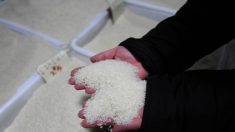 Des vendeurs de riz toxique sont reconnus coupables à Guangdong, en Chine